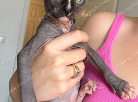 Male black-and-white (bicolor) Sphynx kitten with blue eyes