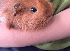 Male guinea pig