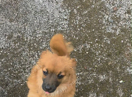Yorkie mix whit Pomeranian