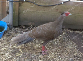 2026 True Silver pheasant hens