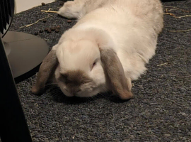Holland lop 8 months old