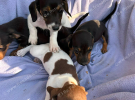 Mini dachshund x jack Russell puppies