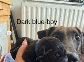 Belgian mali cross