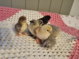 SilkiexPekin(pilkie) chicks