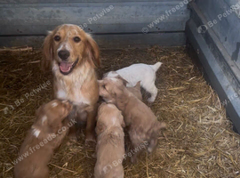 Working cocker spaniel