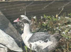 Muscovy drakes 12 weeks