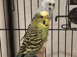 2 Female Budgies