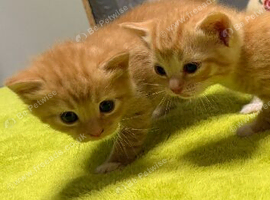 Kittens