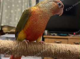 2 baby conures left