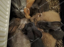 Baby Lionheads