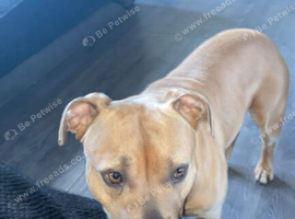Pandora 2 year old female