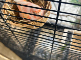 Canaries and Finches