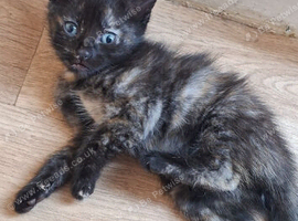 1 LOVELY FEMALE KITTEN.