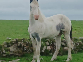 MERLIN ~ yearling colt!