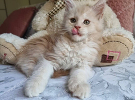 MAINECOON KITTEN AVAILABLE FOR REHOMING