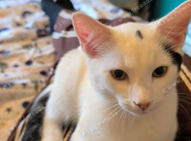 Shylo - 4 month old male kitten