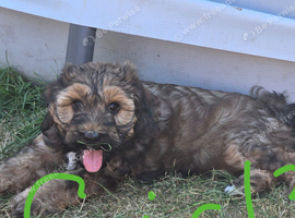 Tibetan Terrier puppies READY NOW