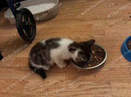 Tabby boy grey and white kitten