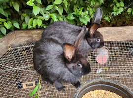 New Zealand Rabbits