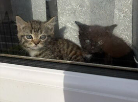 2 kittens to rehome