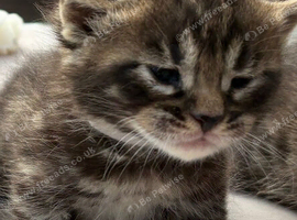 Stunning Snow Bengal x Mainecoon kitten