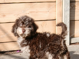 Choc Merle toy poodle