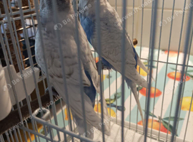 Available Budgie Bird Babies - 2 x HENS girls one rainbow and one purple lilac and white clearwing &pound;60