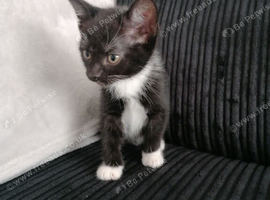 Beautiful Kittens looking for loving homes