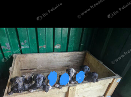 Lurcher pups 8 week old