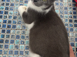 Stunning baby kitten looking for her forever home last baby left