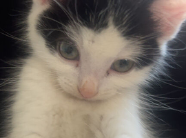 Kitten for sale 8 weeks old