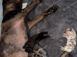 Cane corso puppies