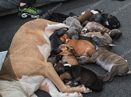 8 American X Staffy Puppies For Sale