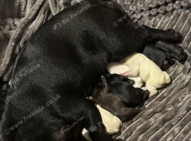 Last female staffy pup