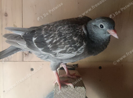 Young roller