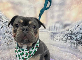 Ace the Frenchie