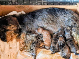 Mini-Wire Dachshund x Asian Toy Poodle