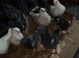 Pigeons for sale &pound;2-&pound;5