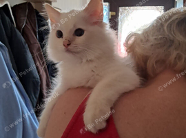 GCCF Ragdoll kittens