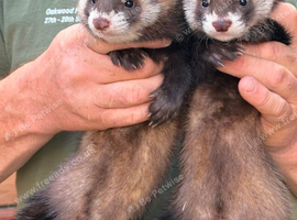 Polecat ferrets