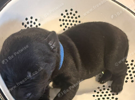 Mali X American bulldog