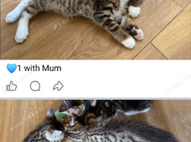Male tabby kittens