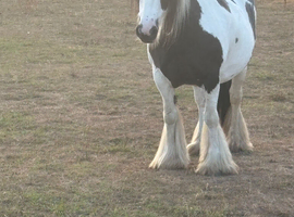 10 yr old very heavy black and white mare from exceptional bloodlines