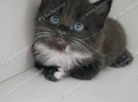 2 boys left from litter of 5