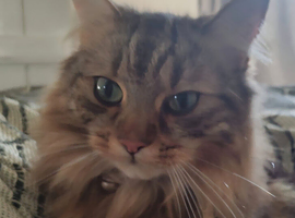 MISSING CAT &ndash; PLEASE HELP