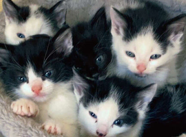 2 beautiful kittens ready end of may