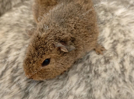 Two female looking for forever home