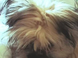 Need a daddy dog for our jug aged 13 months due heat around June July