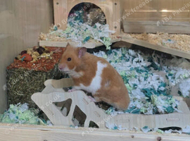 Male Syrian and enclosure