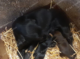 COCKER SPANIEL PUPS IN NI ONLY ONE REMAINING